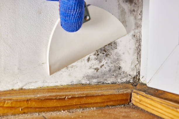 Best Mold Documentation for Insurance Claims  in Smiths Station, AL